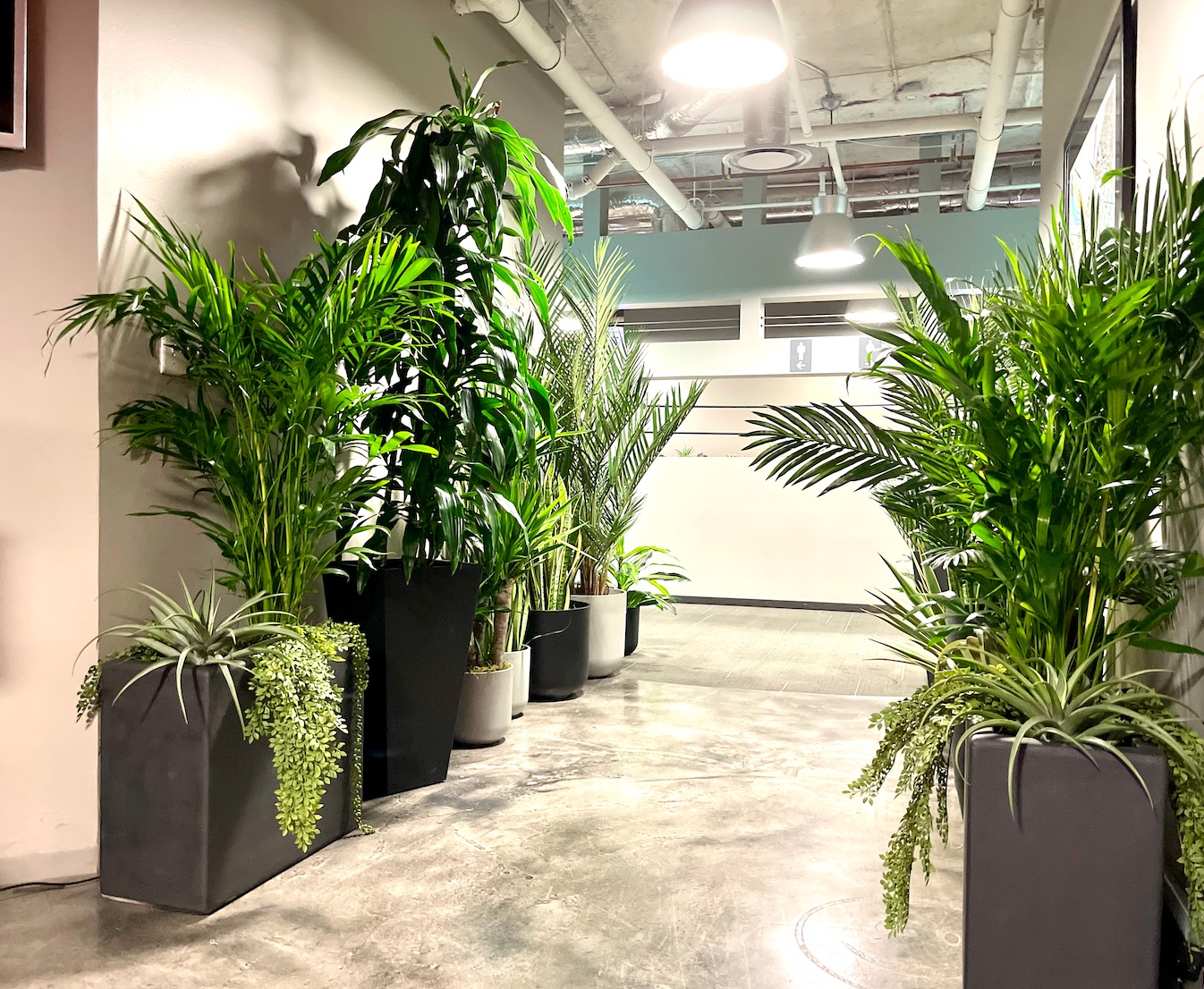 Plant Rentals Event, Holiday & Plant Design