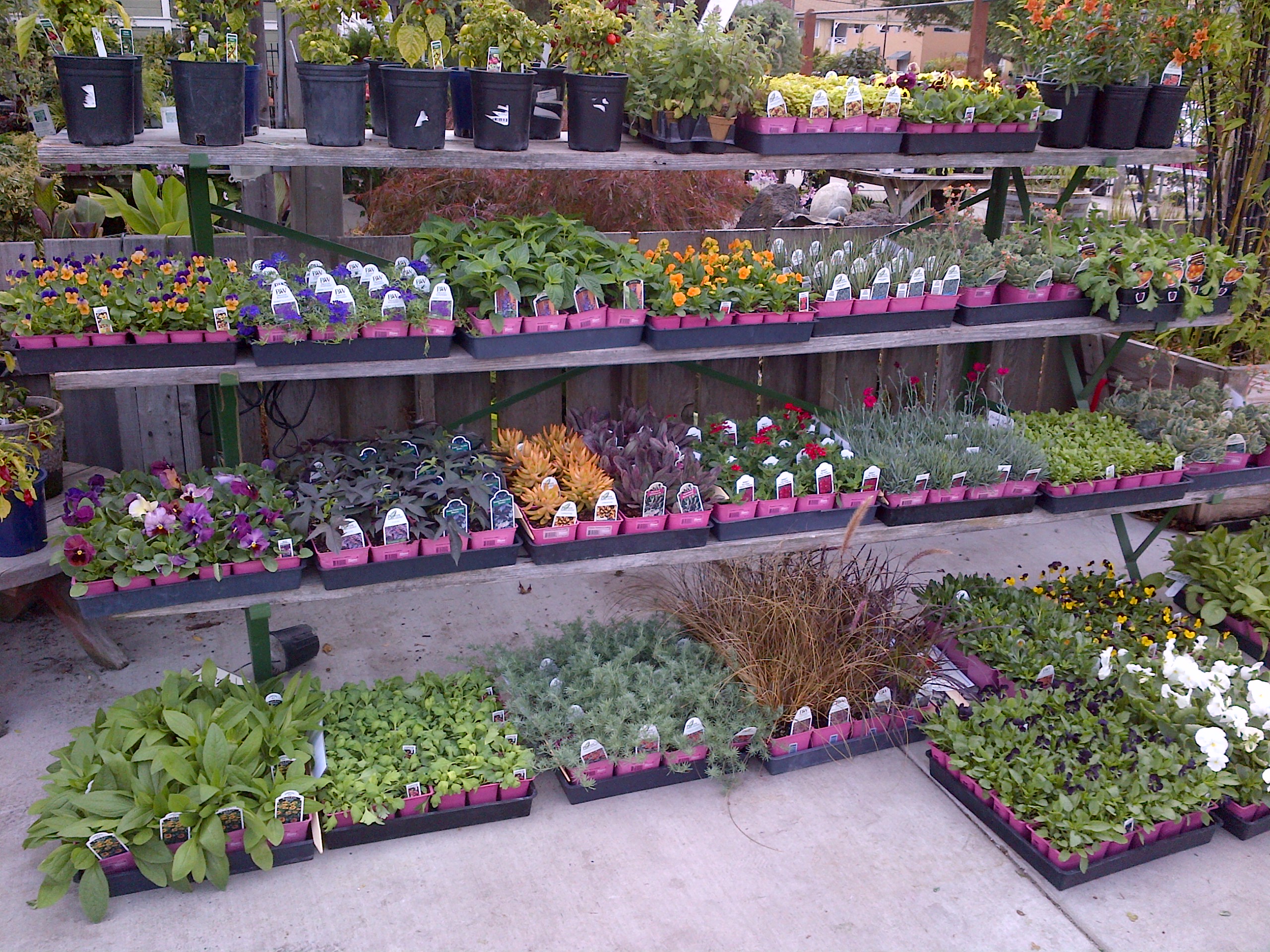 sept Encinal Nursery