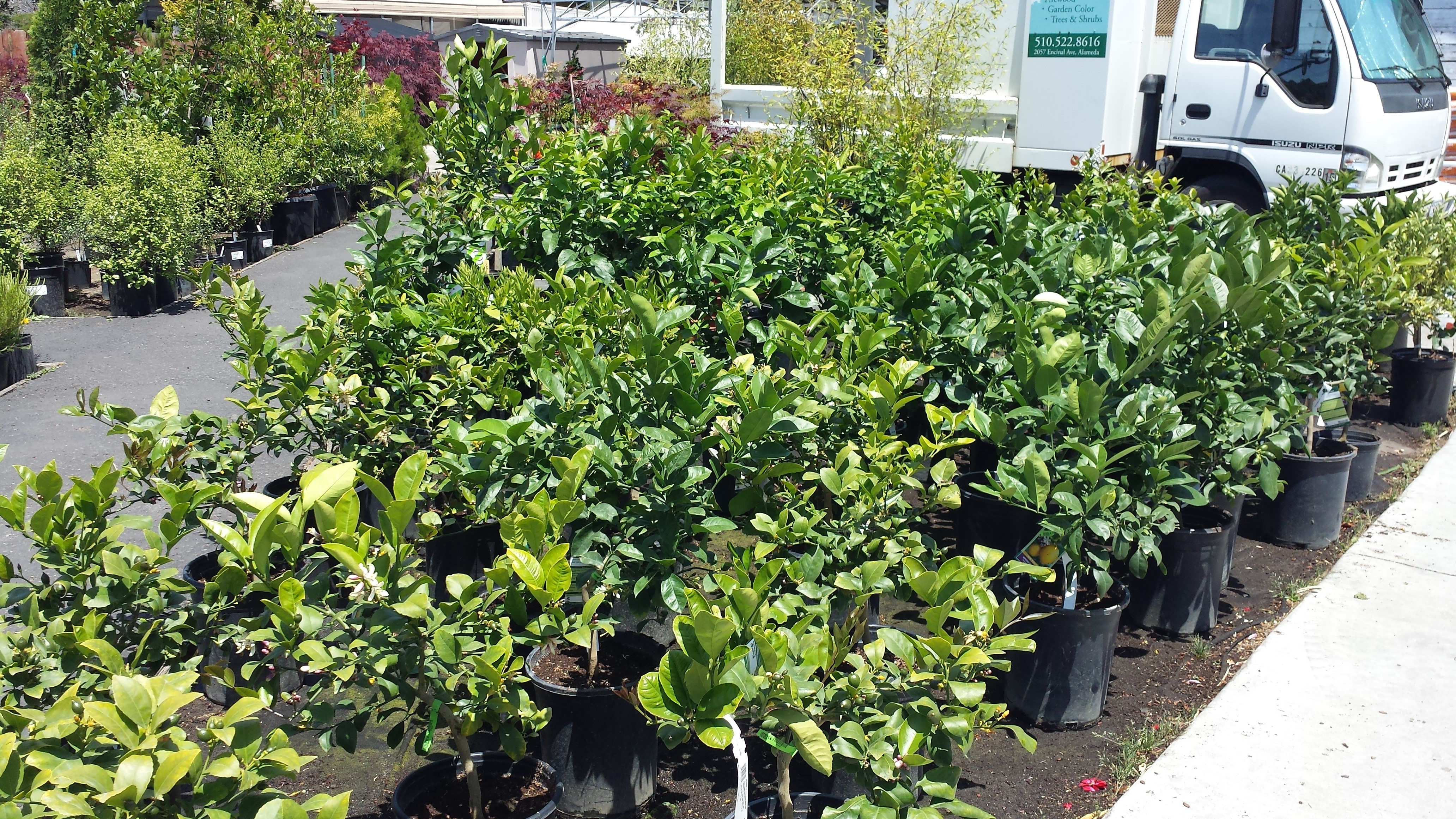 Memorial Day Weekend Encinal Nursery