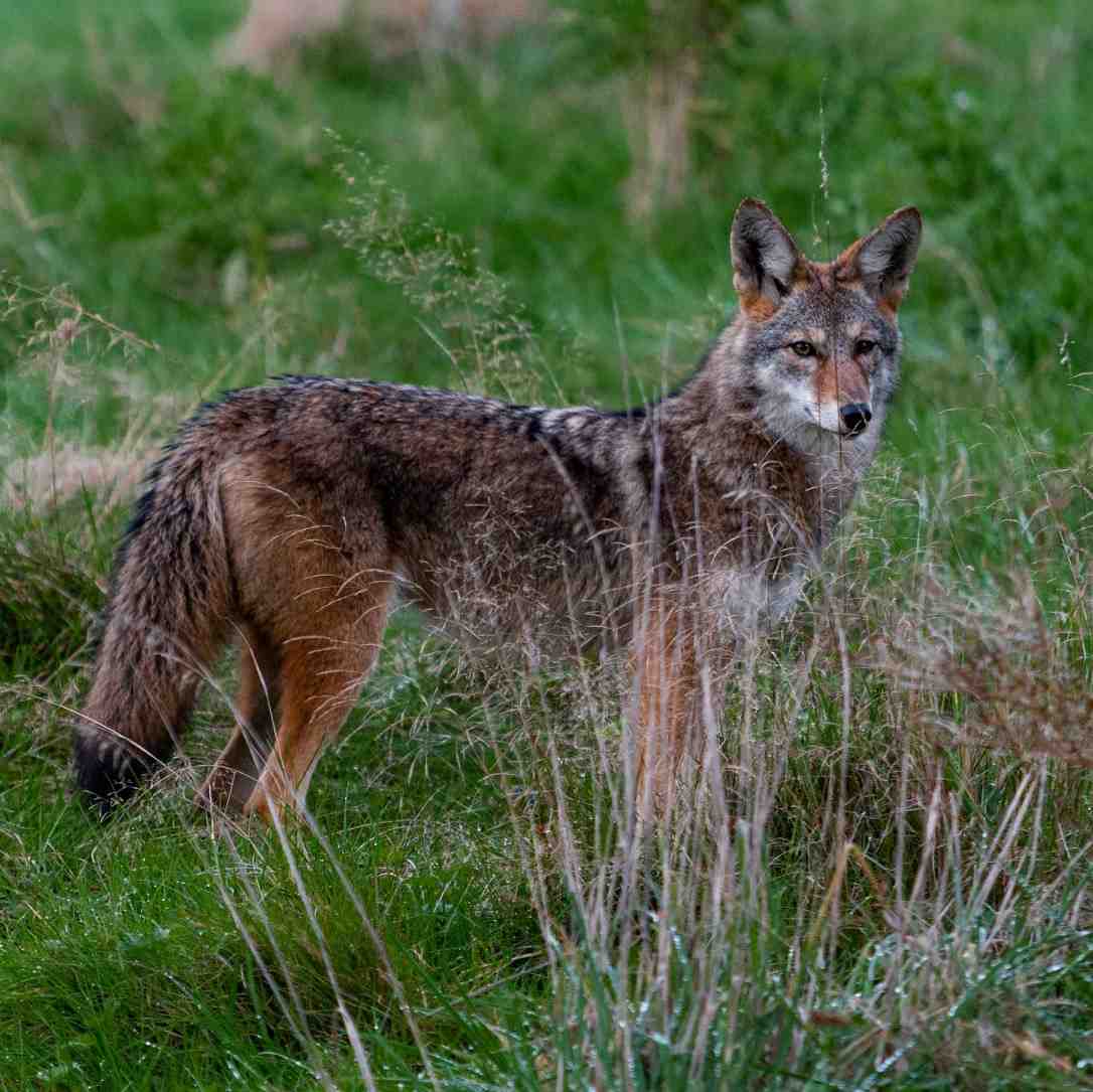 Coyote spotted in Encinitas photo of the day LOCAL ENCINITAS NEWS