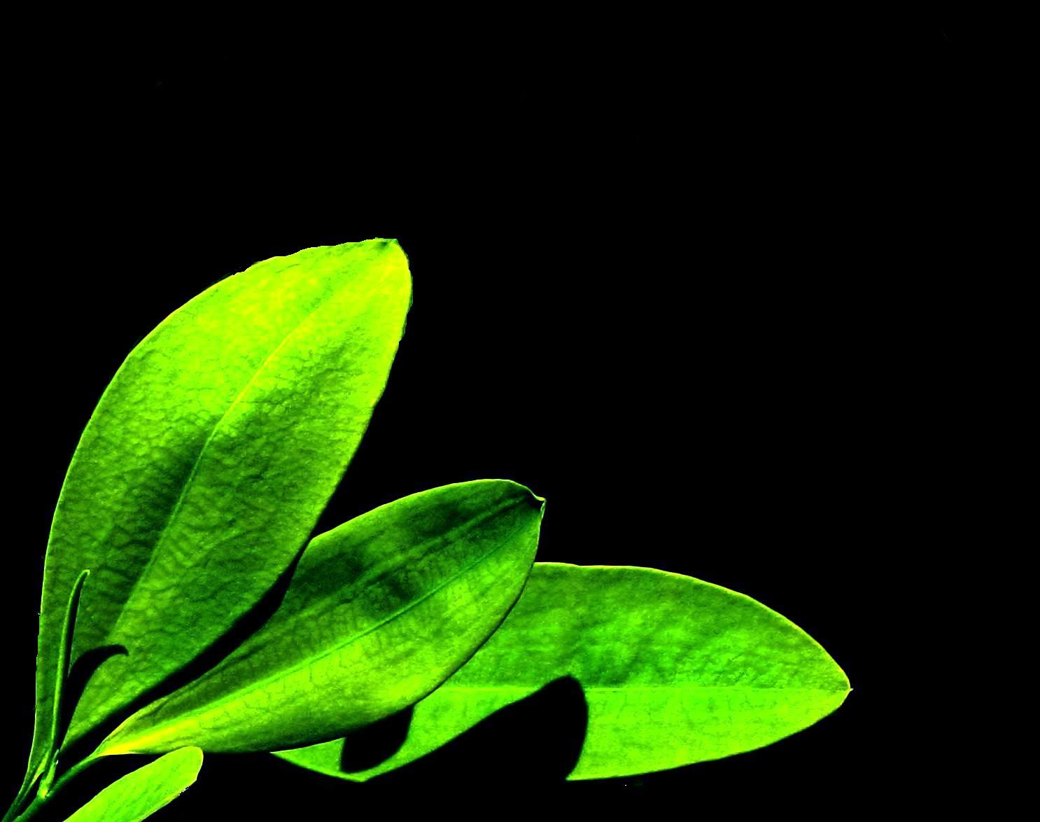 BOLIVIA PIDE DESPENALIZAR LA HOJA DE COCA ENCOD