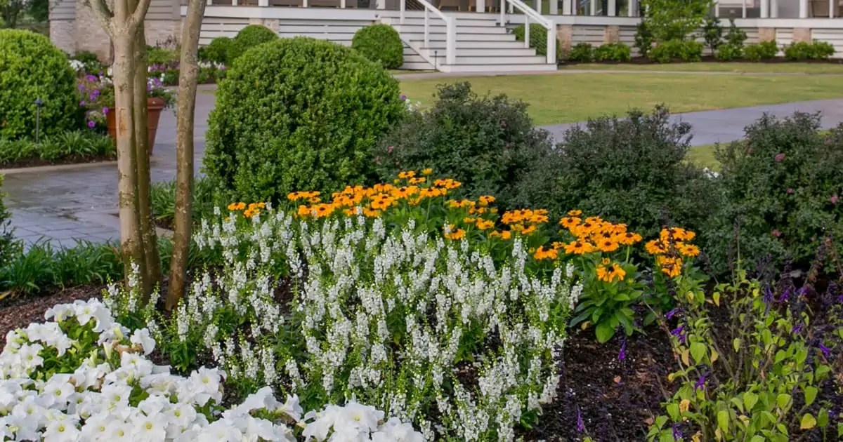 what to plant in front of azaleas
