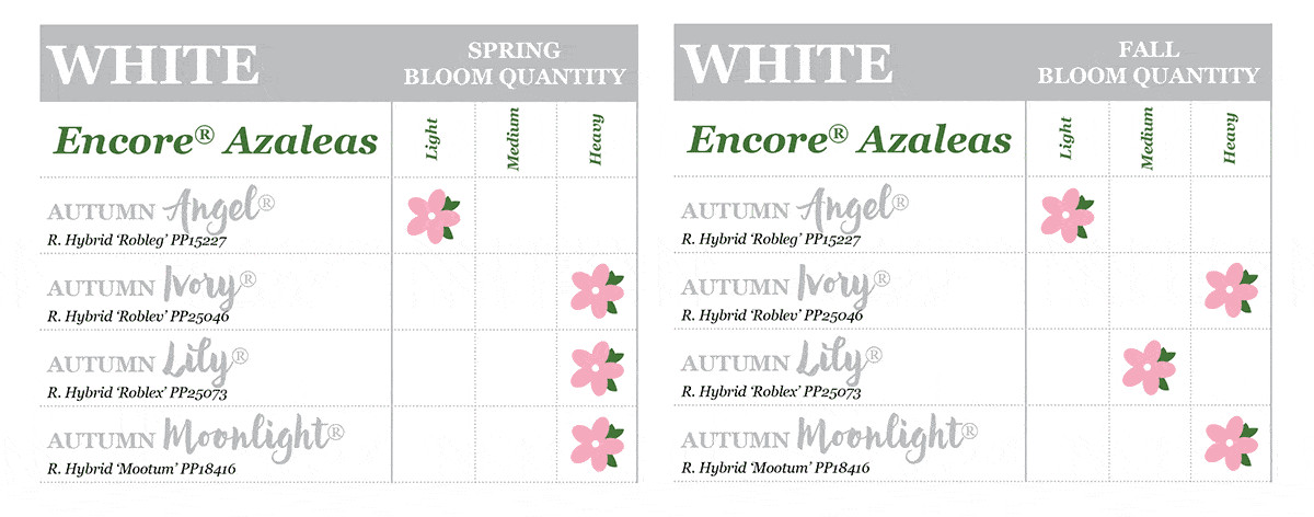 Encore Azalea Bloom Quantities | Encore Azalea