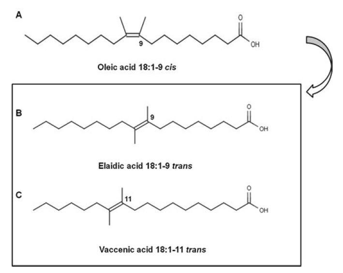 TransFatty Acids Encyclopedia MDPI