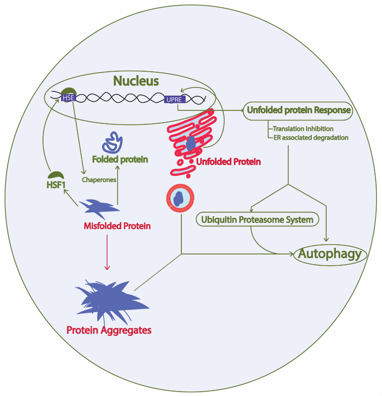 Protein Homeostasis Network in Yeast Encyclopedia MDPI