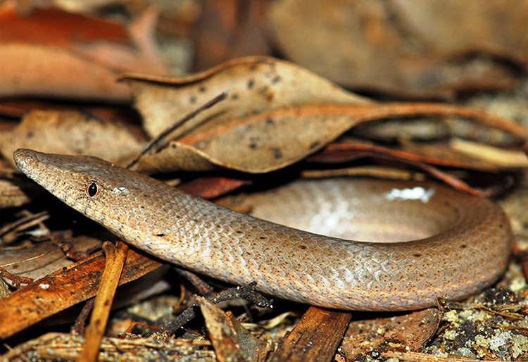 Legless Lizard Encyclopedia of Arkansas