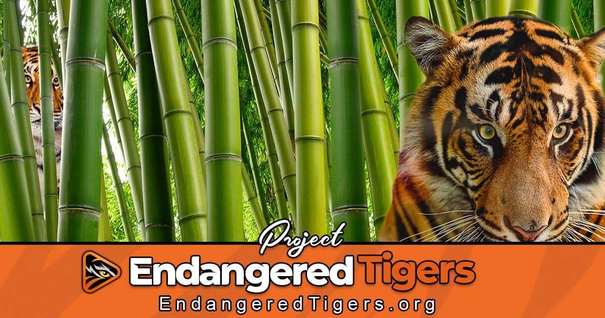 Amphibians Project Endangered Tigers