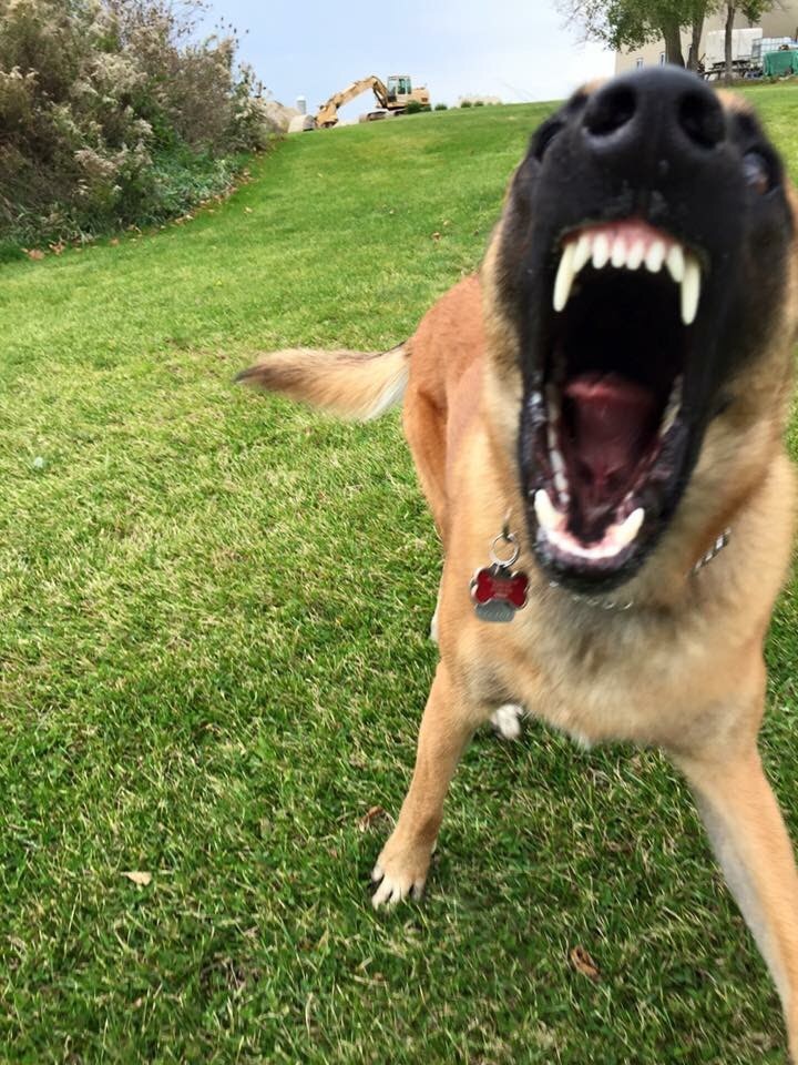 Barking & Lunging on Leash Endeavour K9