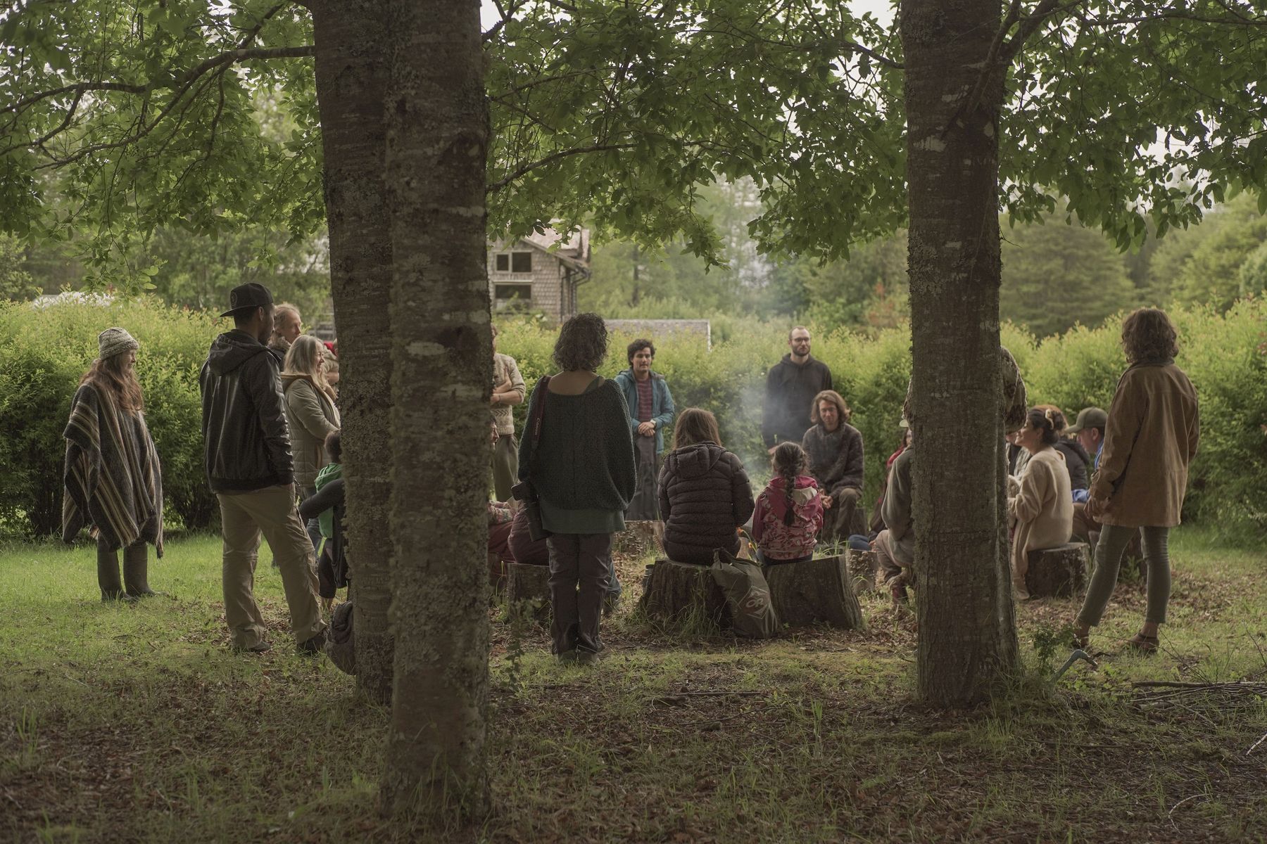 Bosque Fungi Cuando el bosque nativo canta a todo follaje Revista