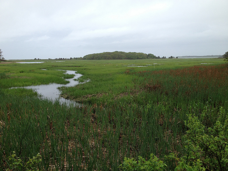 The Endless Swarm Endless Swarms Most Beautiful