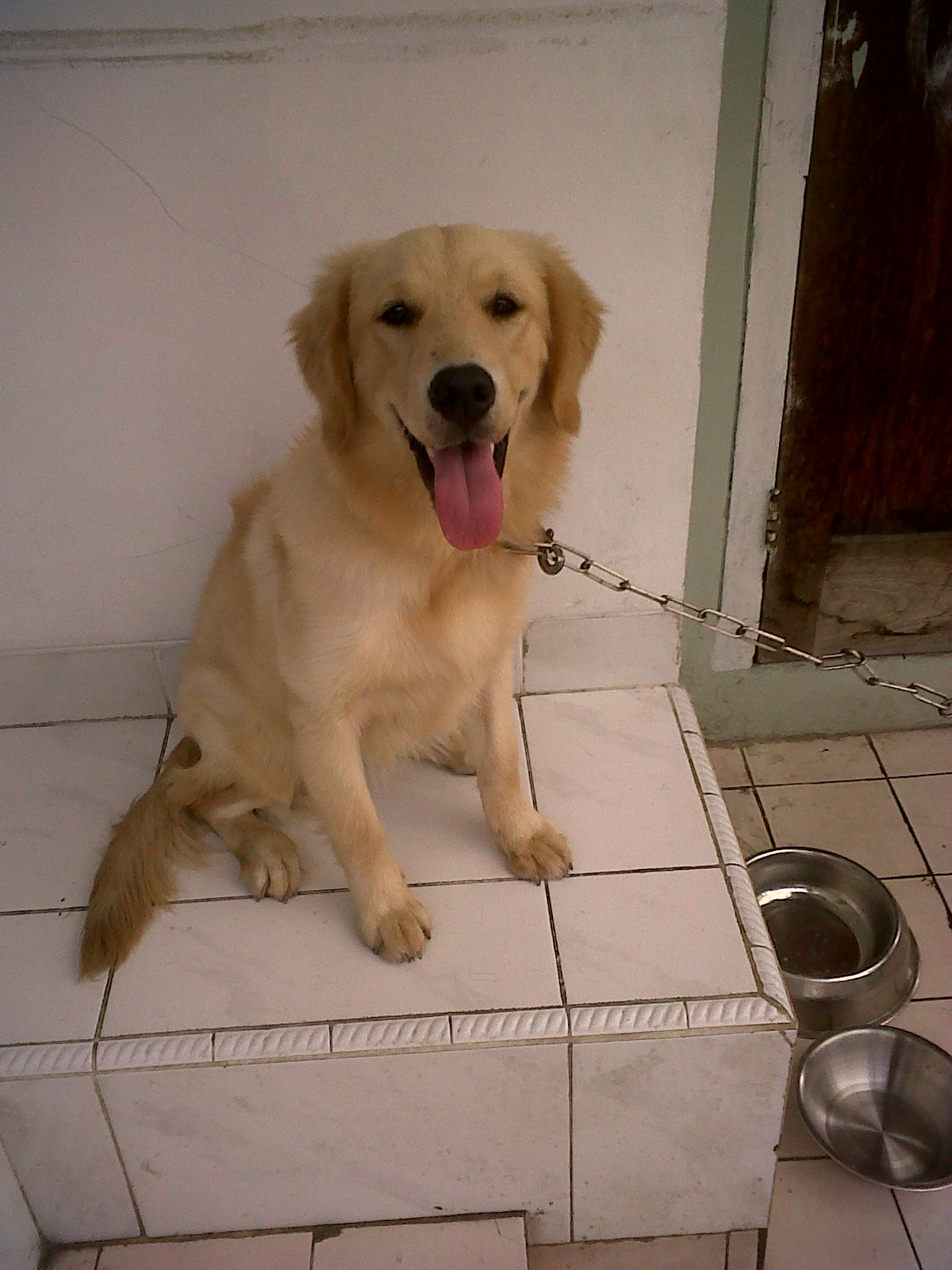 Golden Retriever Needs A New Home – Talkative Fingertips