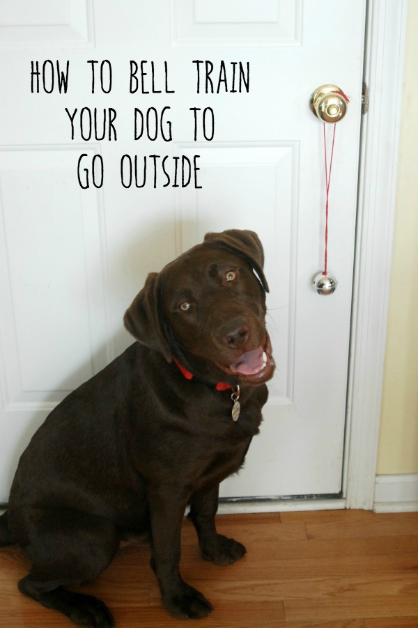 How to Bell Train Your Dog to Go Outside Endlessly Inspired