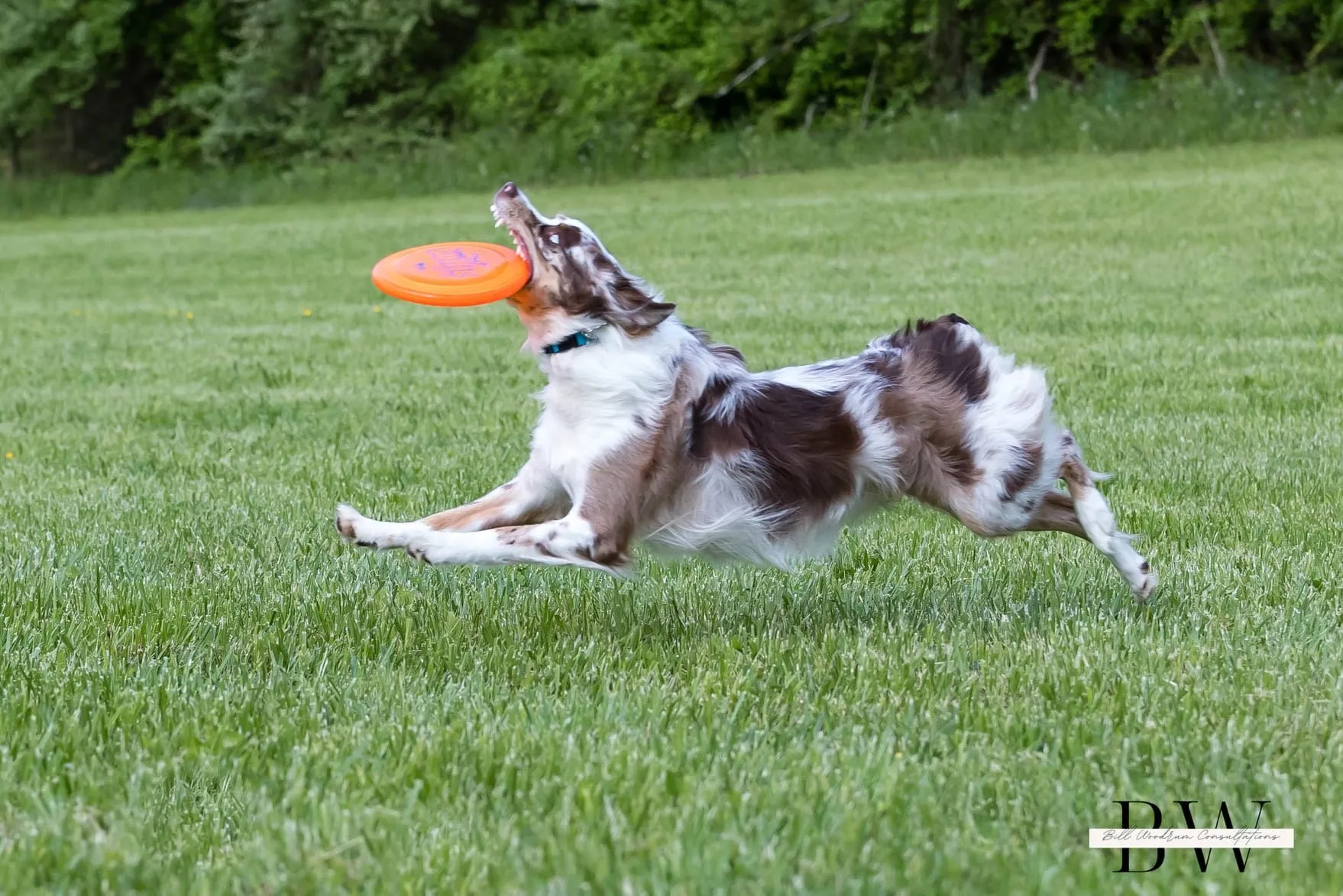 Disc Dog Sports Endless Pawsabilities, LLC