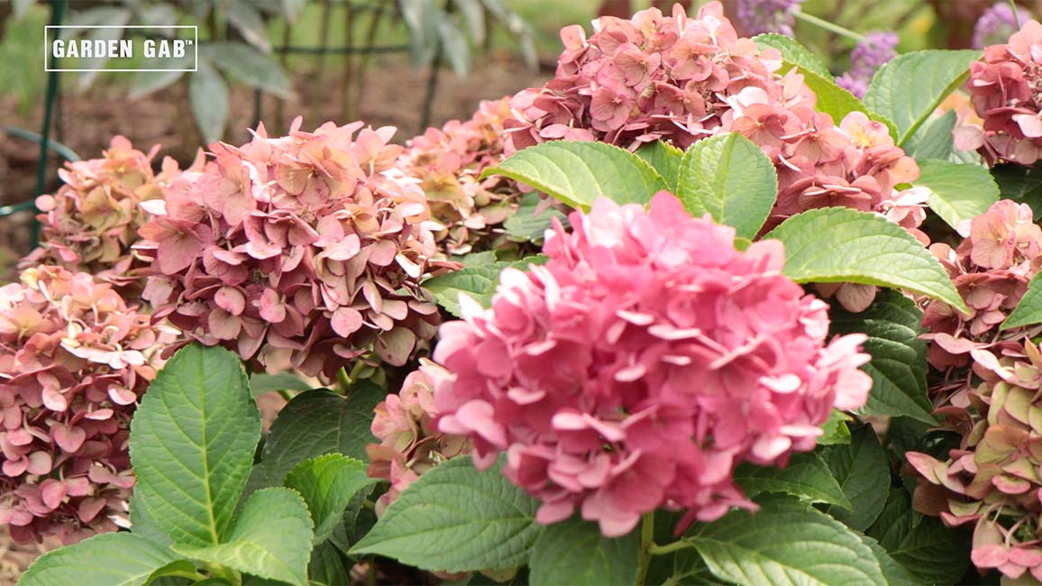 Garden Gab™ Drying Hydrangea Blooms Endless Summer