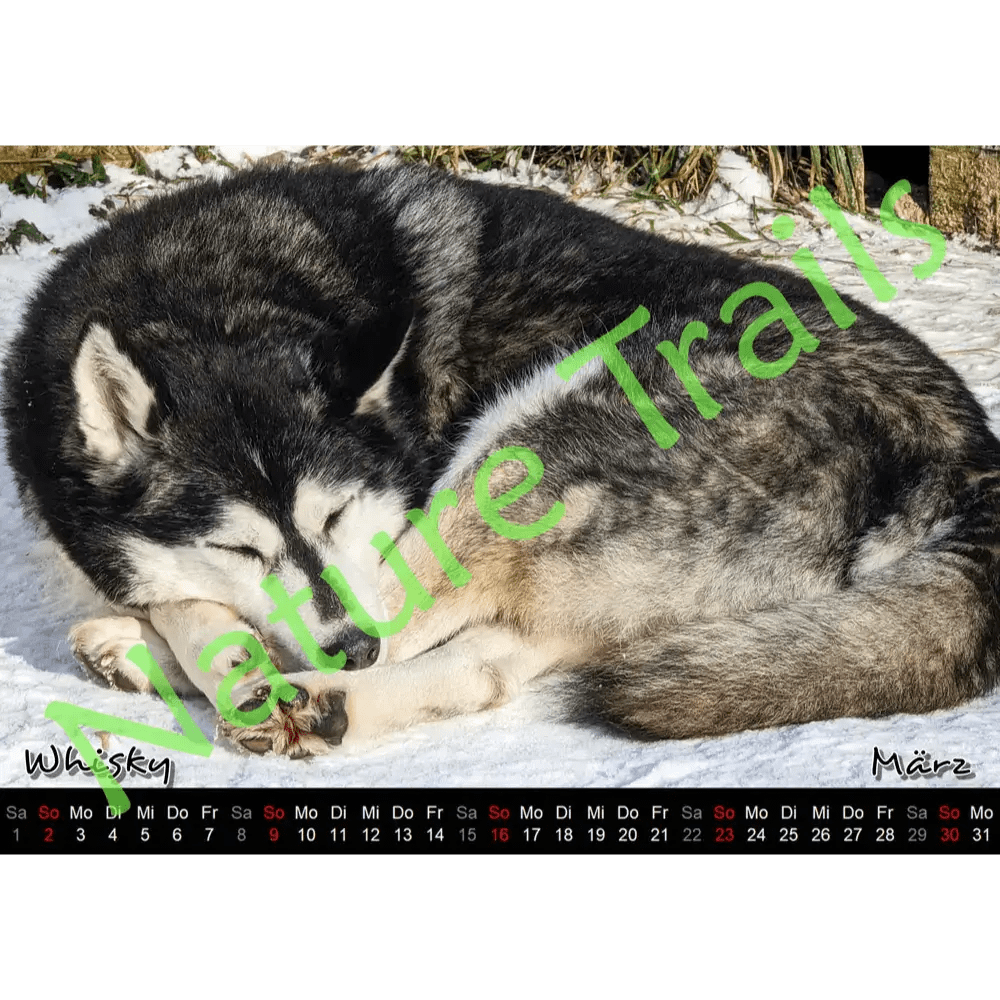 Unser Husky Kalender 2025 