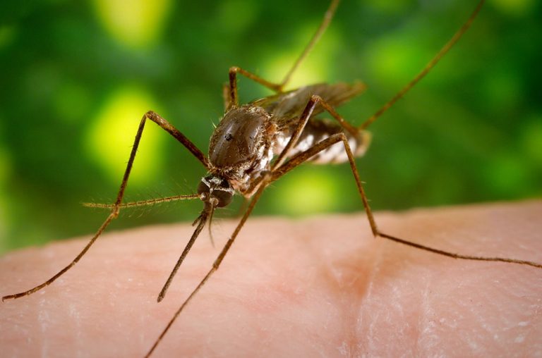Do Mosquitoes Have Teeth? Number Of Teeth On A Mosquito