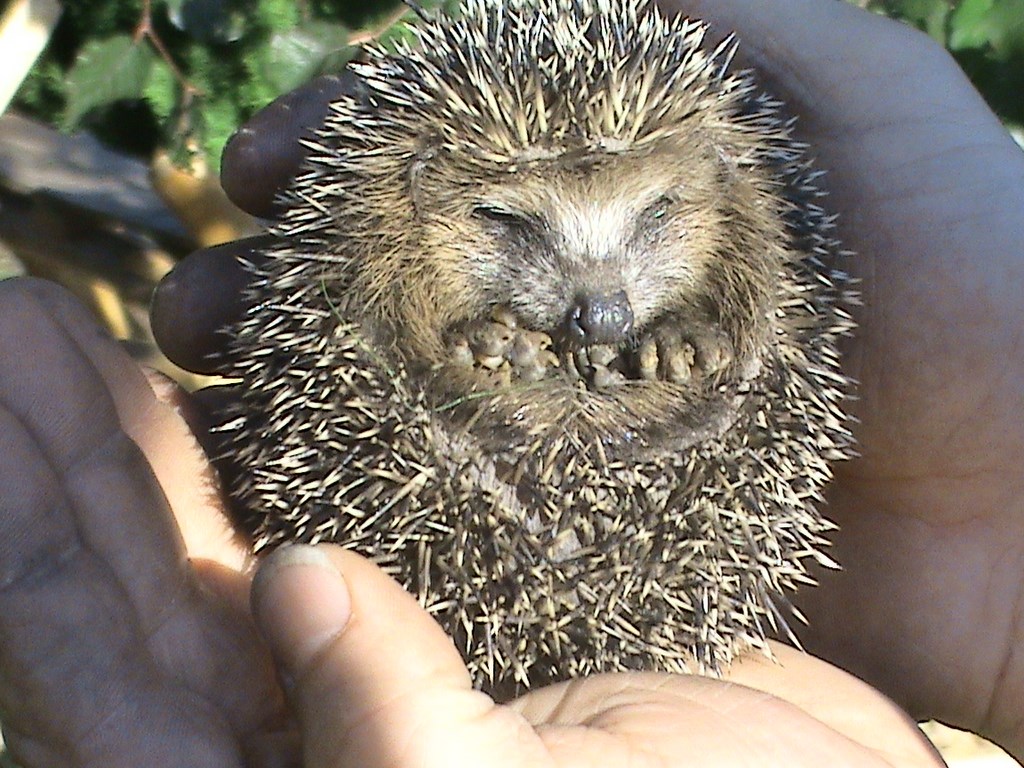 Igel in der Tasche haben Bedeutung & Herkunft