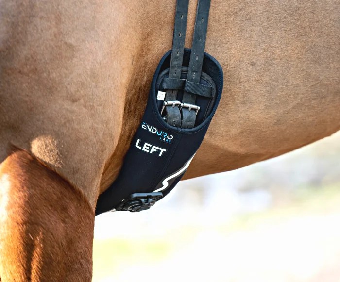 Horse Heart Rate Recovery In Endurance Horses Enduro Equine