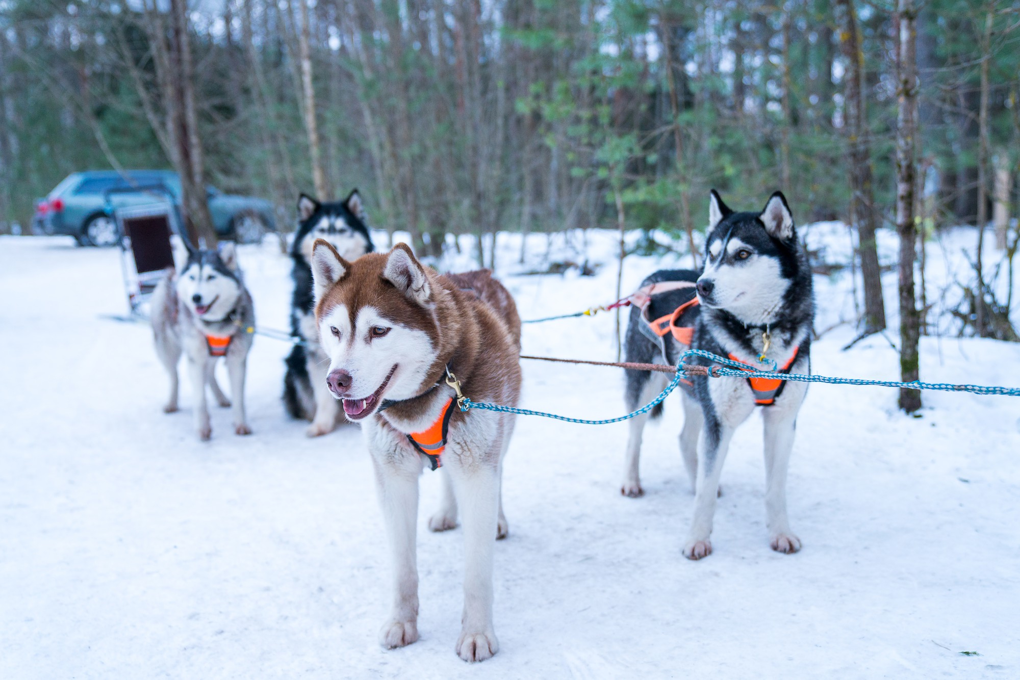 Mushing dog sledding Eneas Magazine
