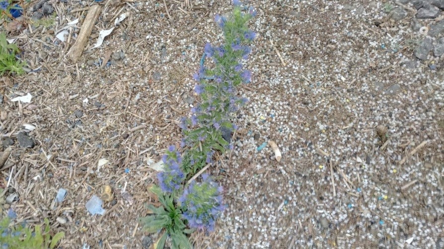 Rochelle Wallace Flowers For All Occasions Grangemouth Flowers For