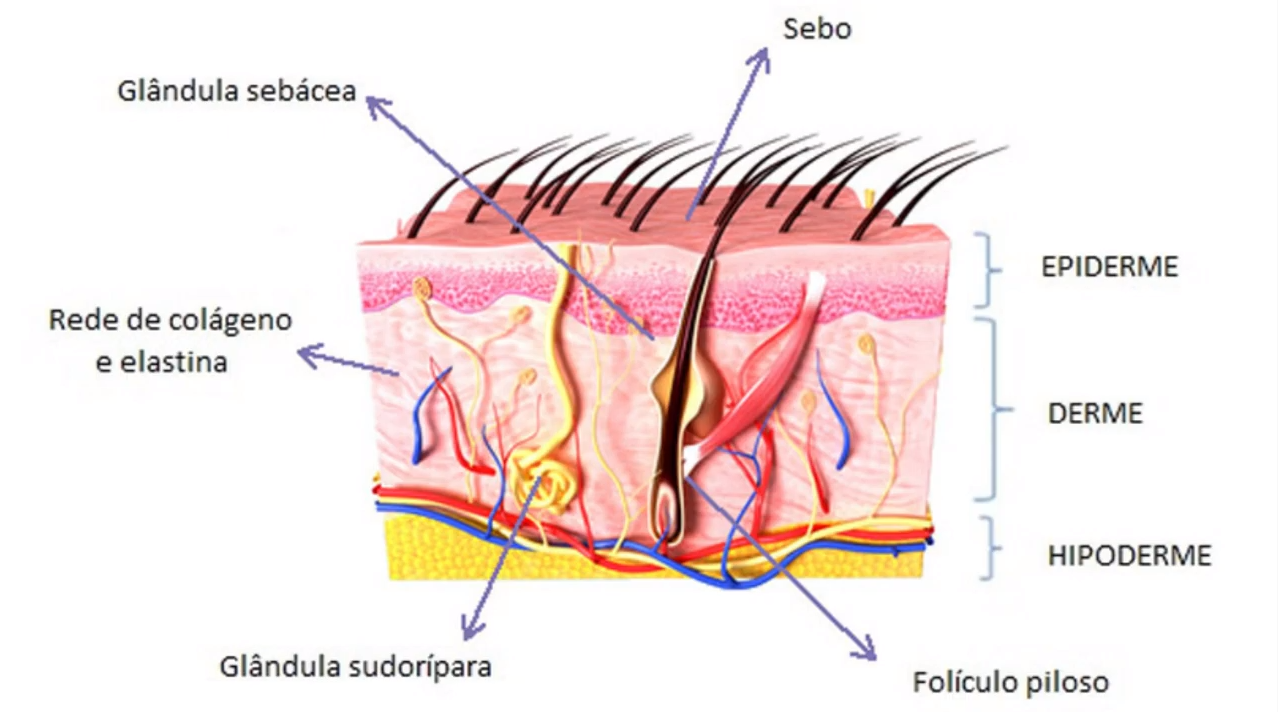 Sistema Tegumentar
