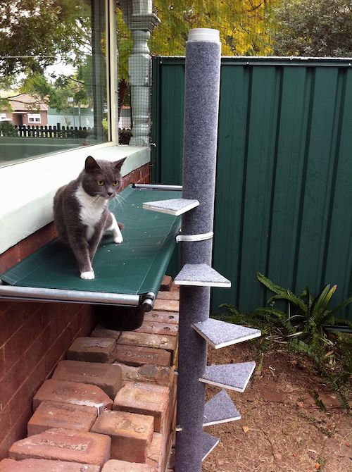Pet Boarding Enfield Vet Hospital