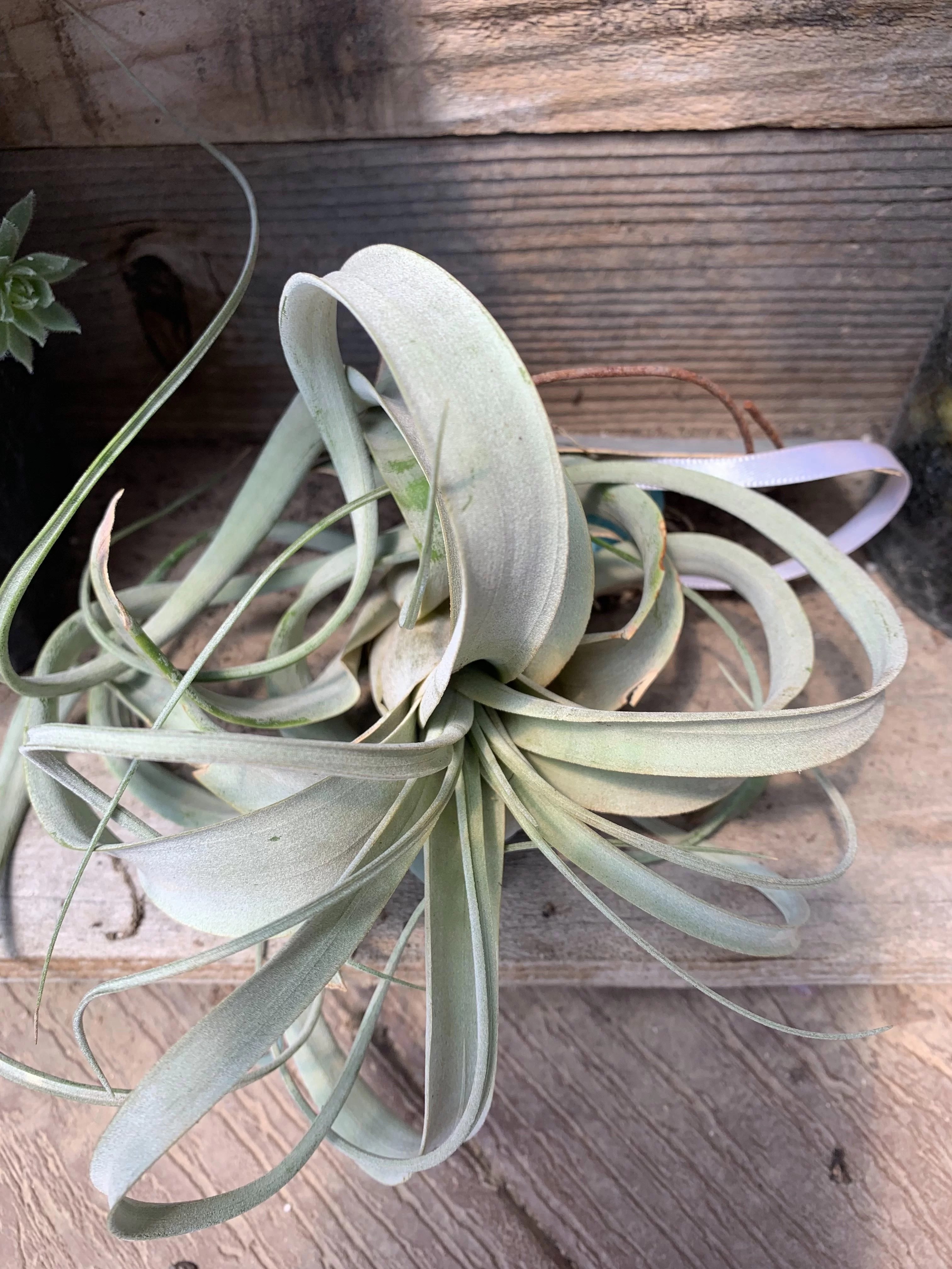 House Plants Eldred’s Nursery Foundation