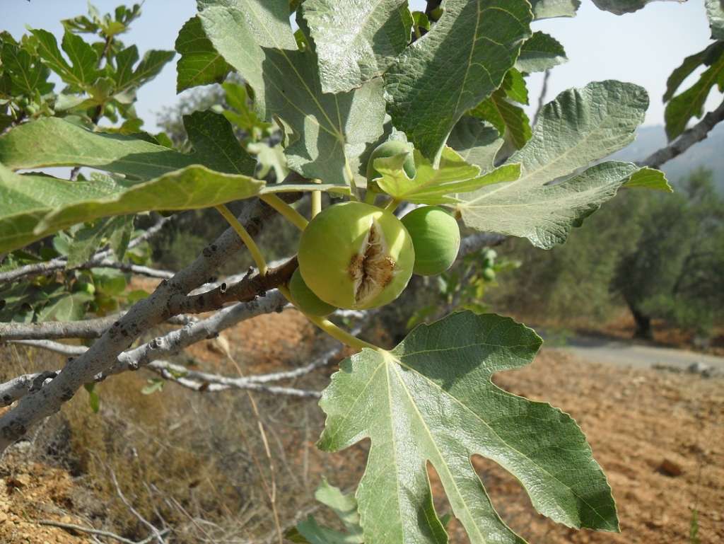 Figs…A Gift from the Middle East to the World