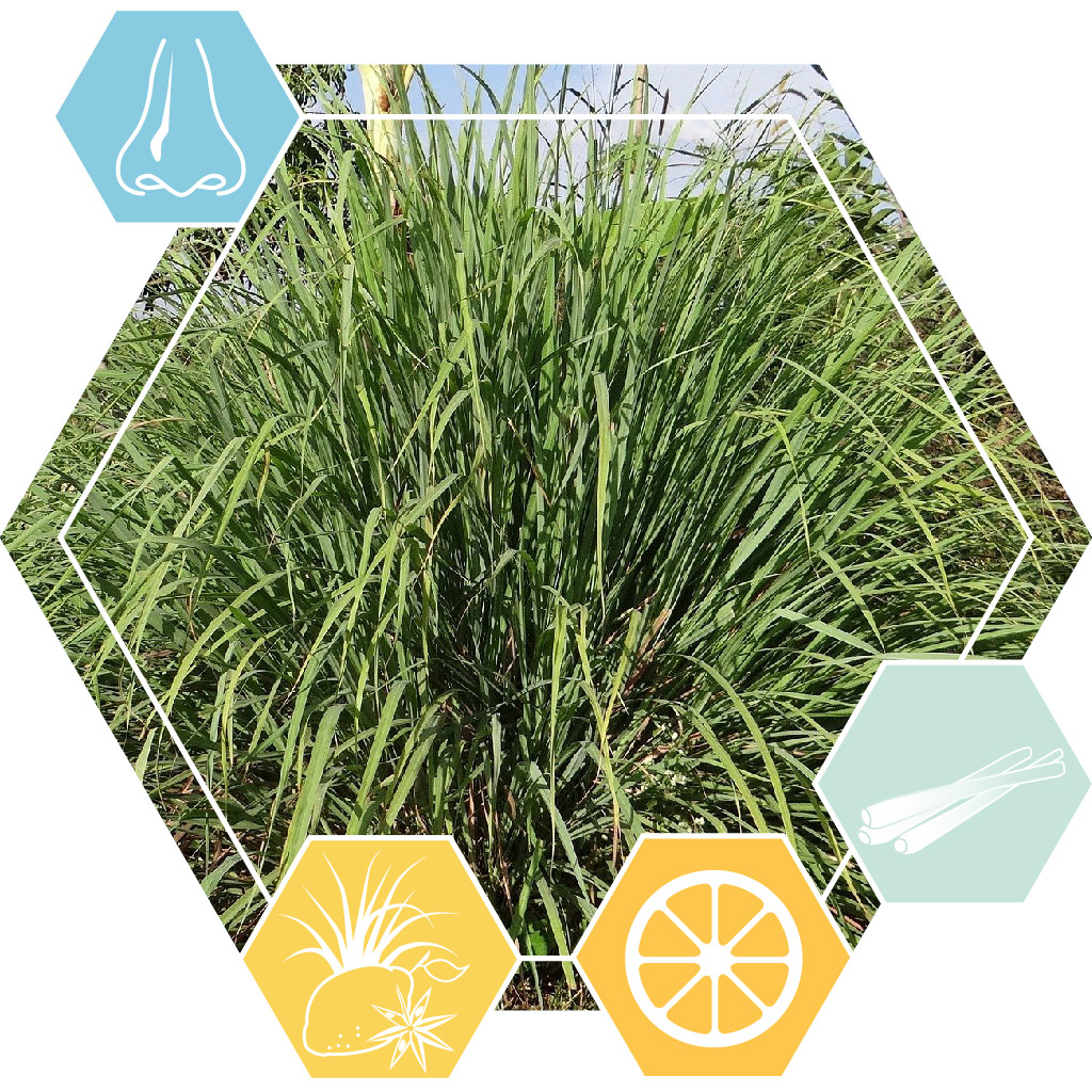 EO Citronella Java Hekserij Hekserij