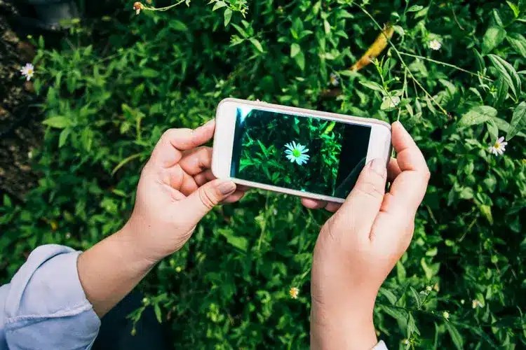Applications for plant identification by photos WR News
