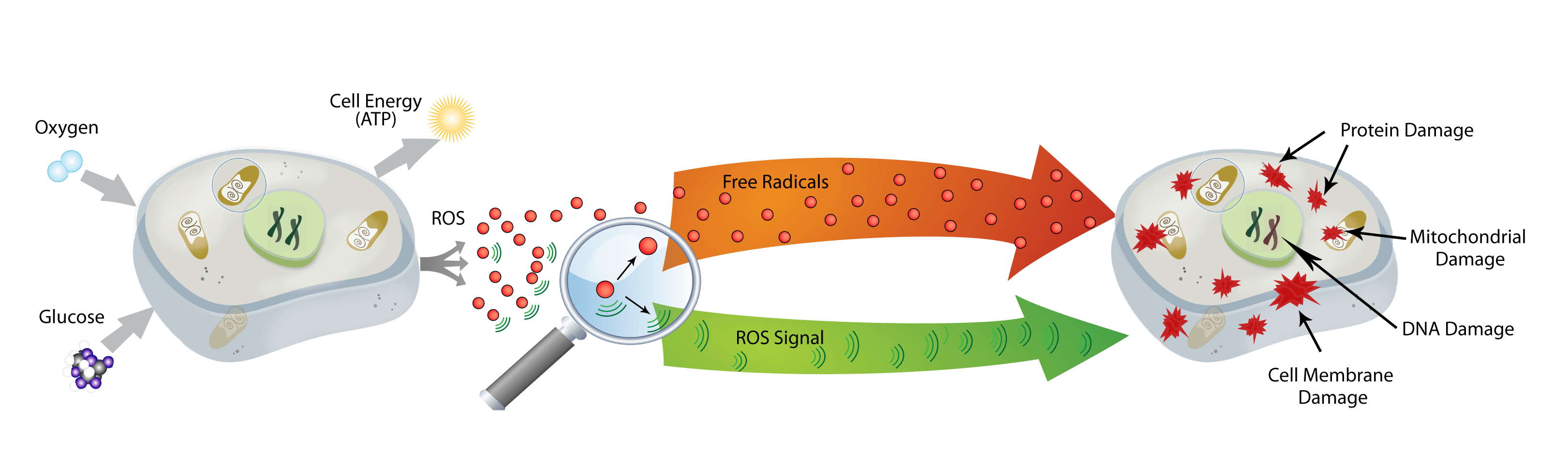 Antioxidants Repair Cell Damage & Free Radicals with NanoVi™ Eng3