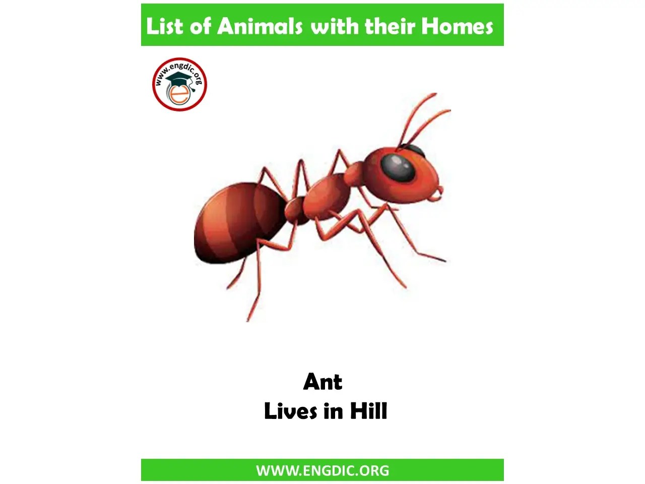 +100 List of Animals and Their Homes EngDic