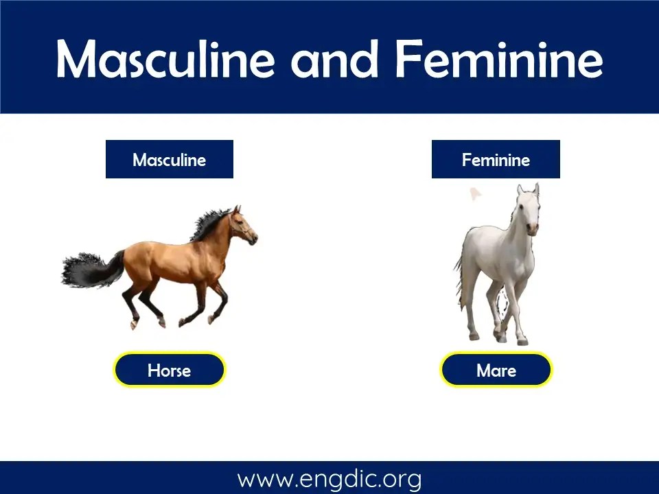 100 Examples of Masculine and Feminine Gender List EngDic