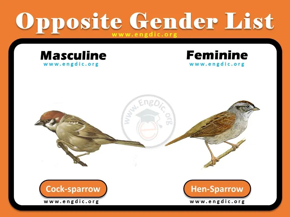 A to Z Opposite Gender of (animals, humans, widow, fox, maid, cow) EngDic