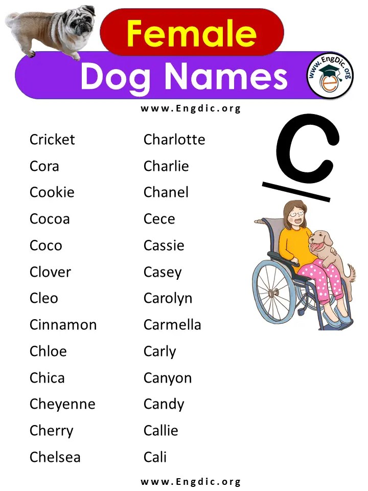 500+ Most Popular Girl Dog Names, AZ Female Dog Names EngDic