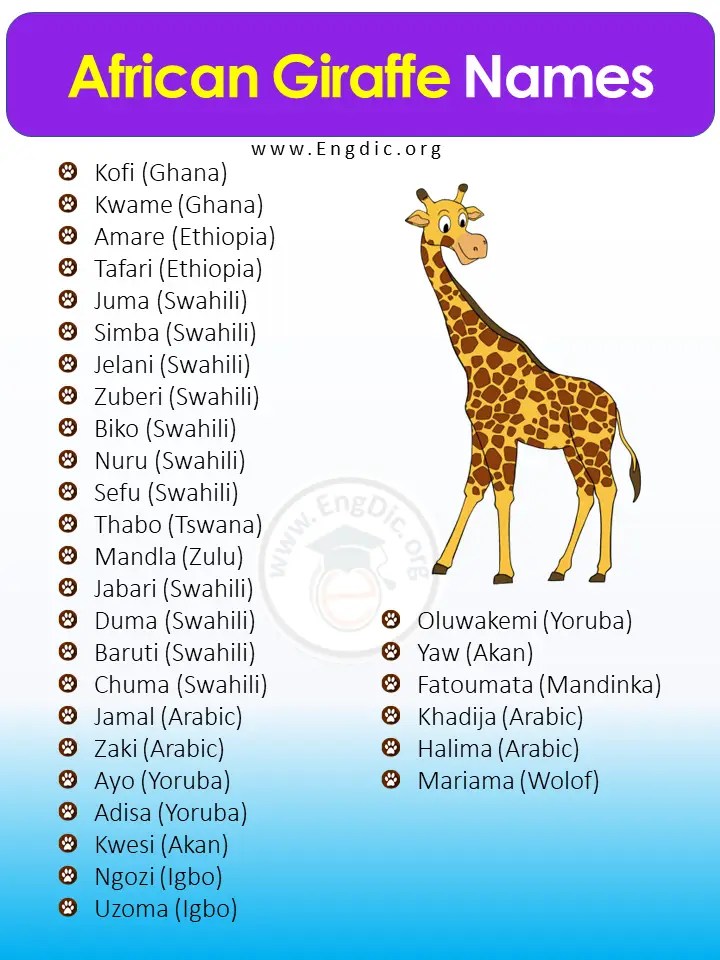 300+ Giraffe Names (Male, Female) & Baby Name For Giraffe EngDic