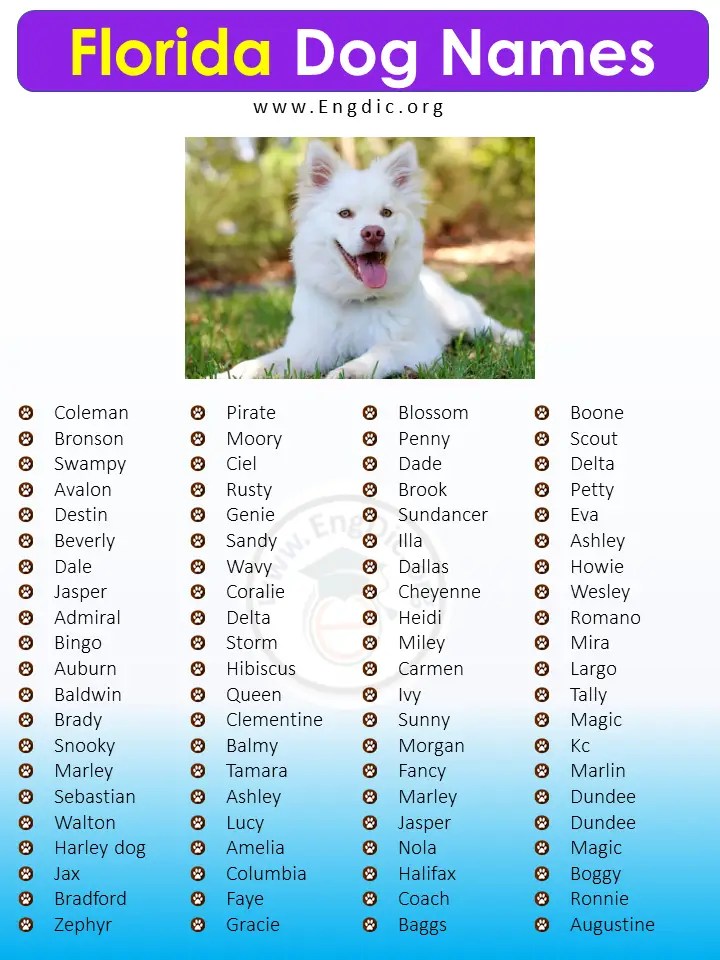 80+ Cute Florida Dog Names (Male, Female, Unisex) EngDic