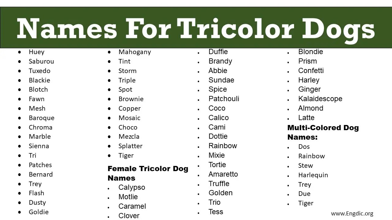100+ Most Popular Names For Tricolor Dogs (Male, Female) EngDic