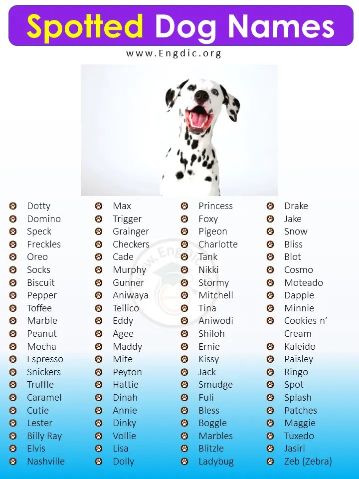 300+ Best Spotted Dog Names (Male, Female, Unisex) EngDic
