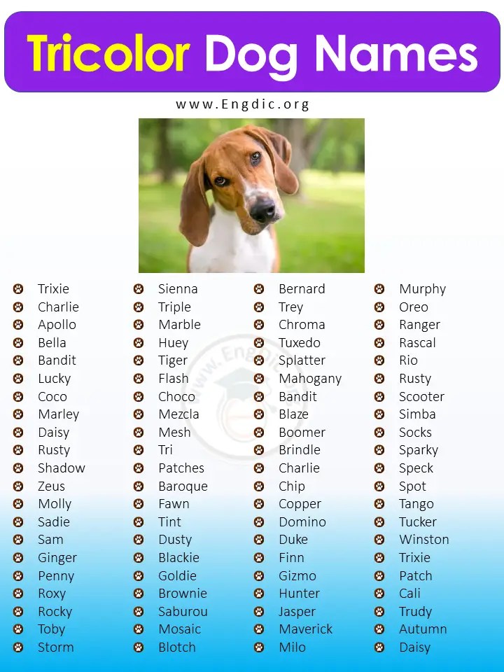 100+ Most Popular Names For Tricolor Dogs (Male, Female) EngDic