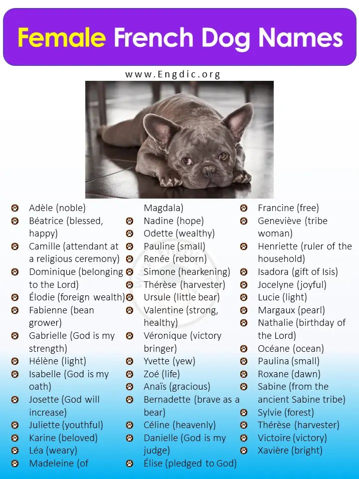 250+ French Dog Names (Male/Female) With English Meanings EngDic