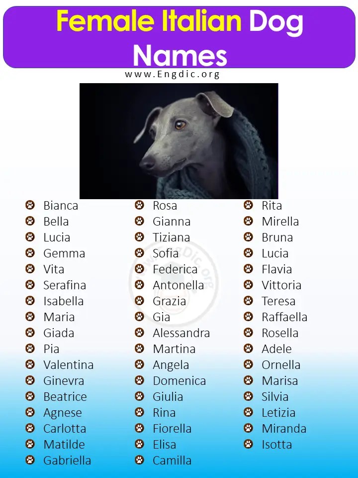 300+ Best Italian Dog Names (Male, Female) EngDic
