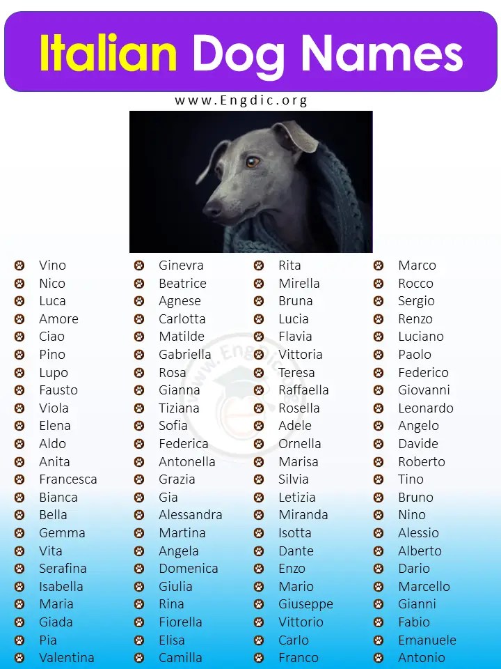 300+ Best Italian Dog Names (Male, Female) EngDic