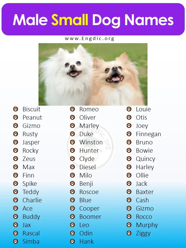 400+ Cutest Small Dog Names (Male, Female) EngDic