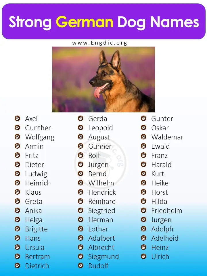 500+ Popular German Dog Names (Pups, Male, Female) EngDic