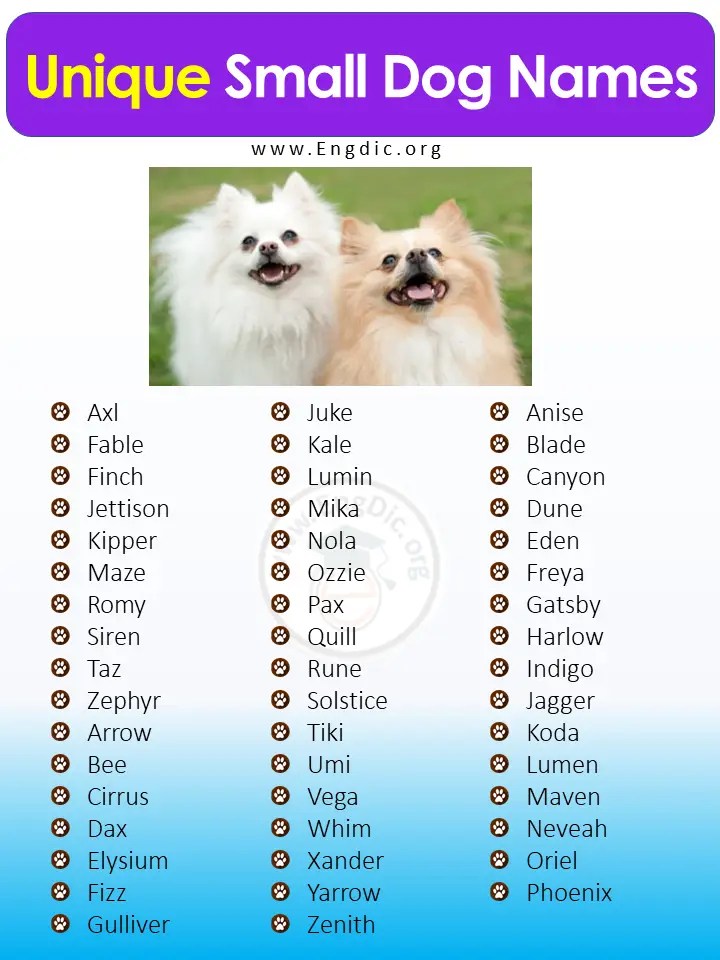 400+ Cutest Small Dog Names (Male, Female) EngDic