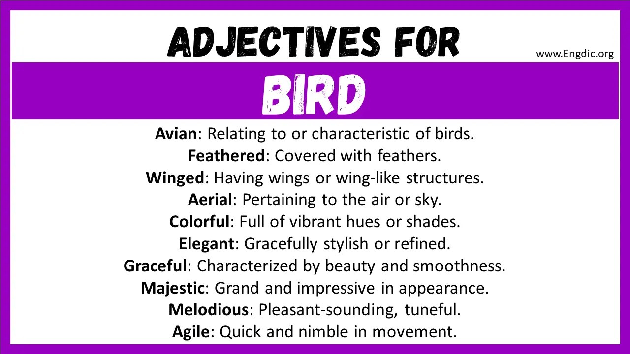 20+ Best Words to Describe Bird, Adjectives for Bird EngDic