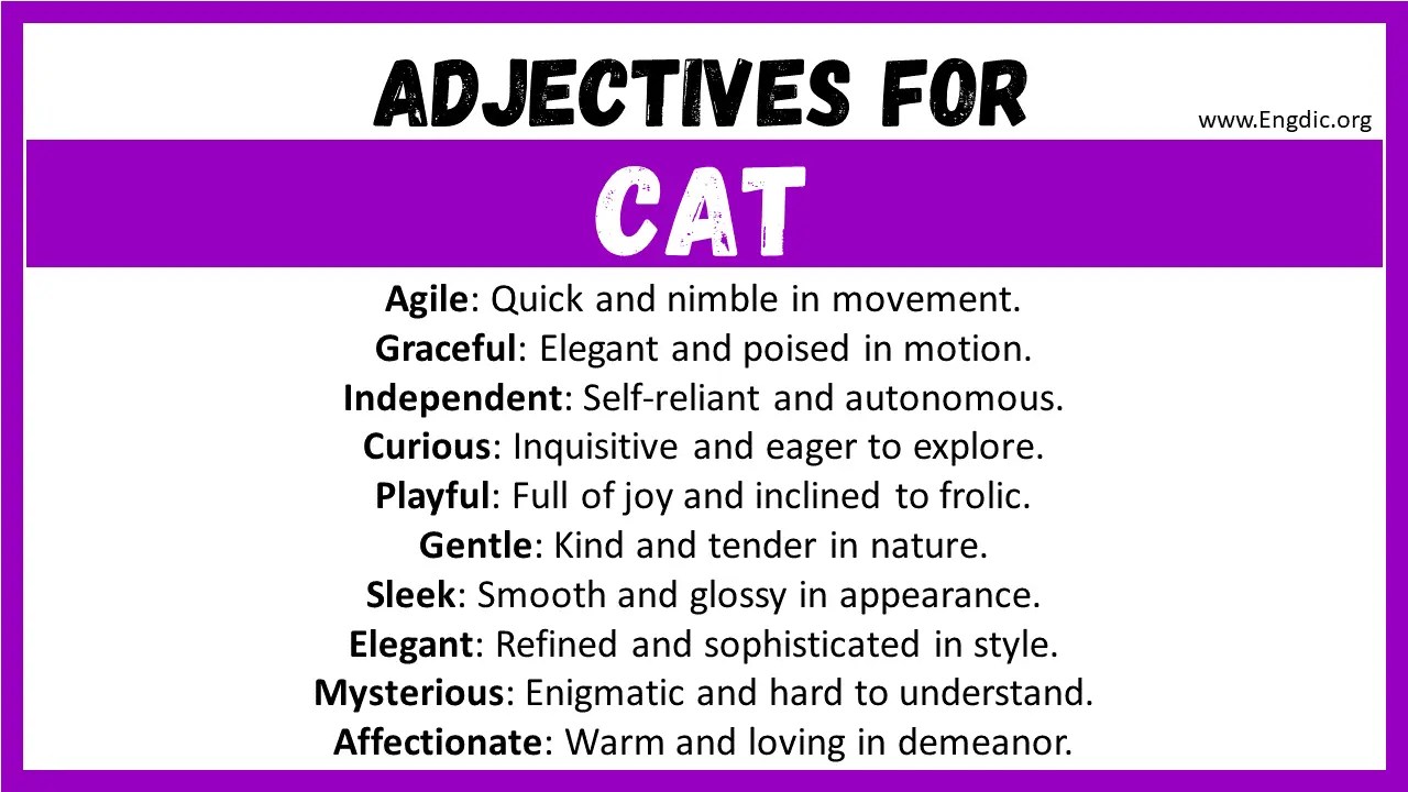 20+ Best Words to Describe Cat, Adjectives for Cat EngDic