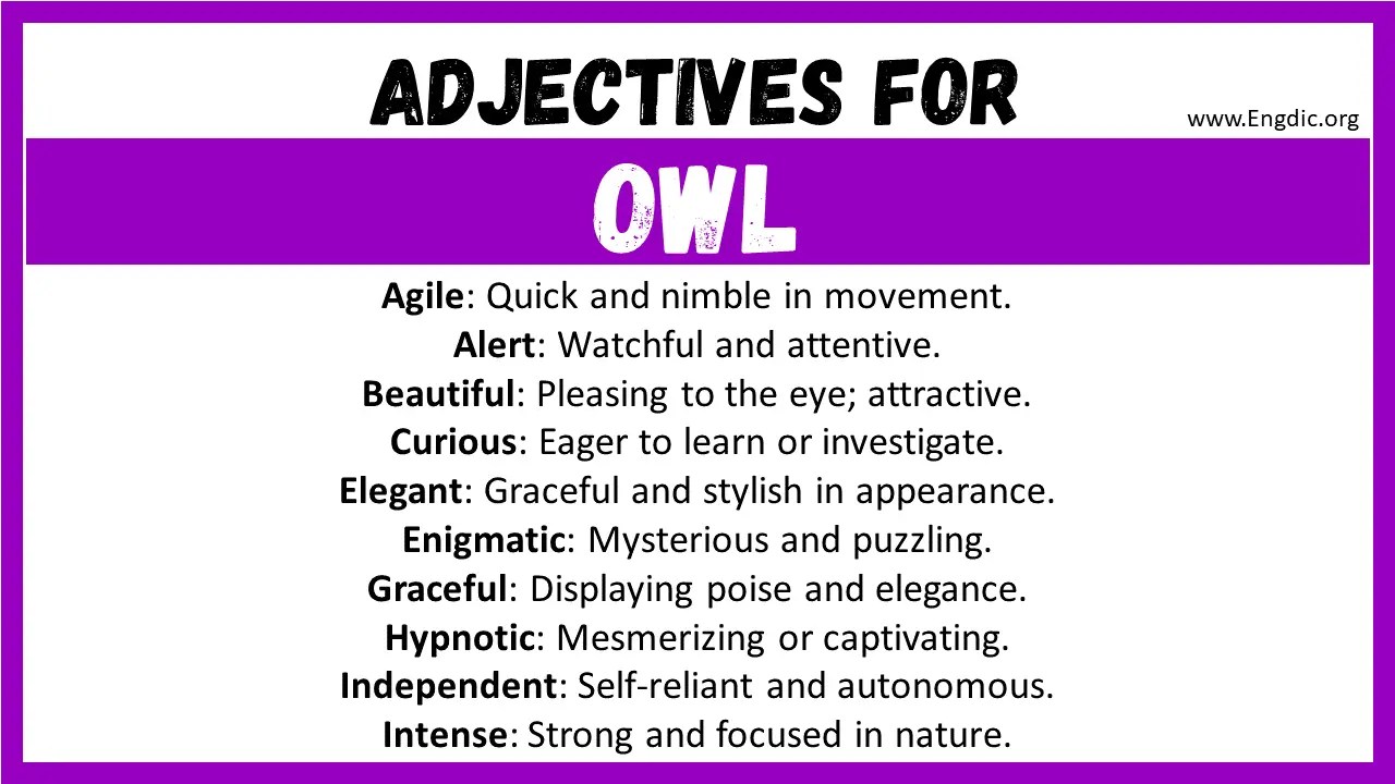 20+ Best Words to Describe Owl, Adjectives for Owl EngDic
