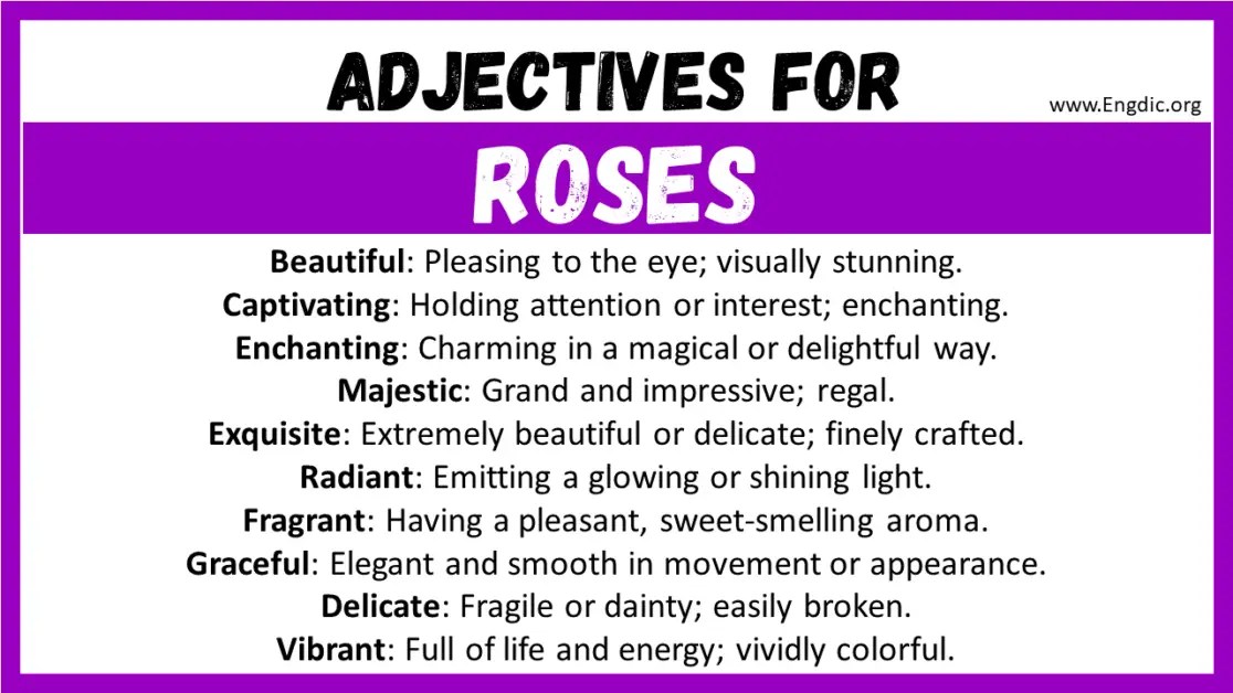 20+ Best Words to Describe Roses, Adjectives for Roses EngDic